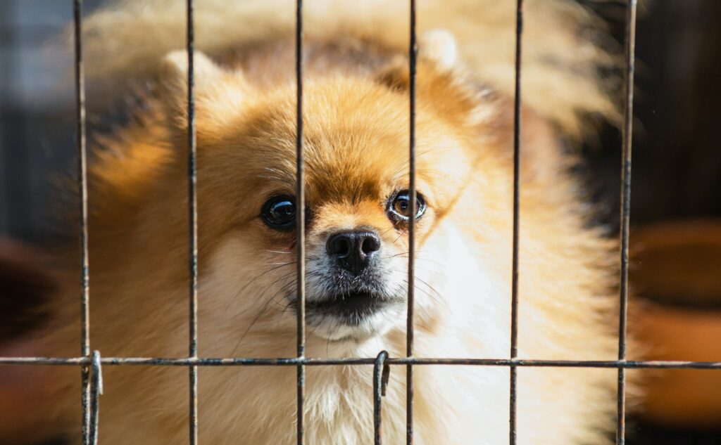 Hund hinter Gittern